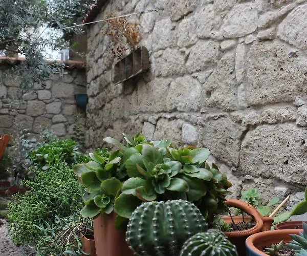 Lilyum - Tas Ev Alacati